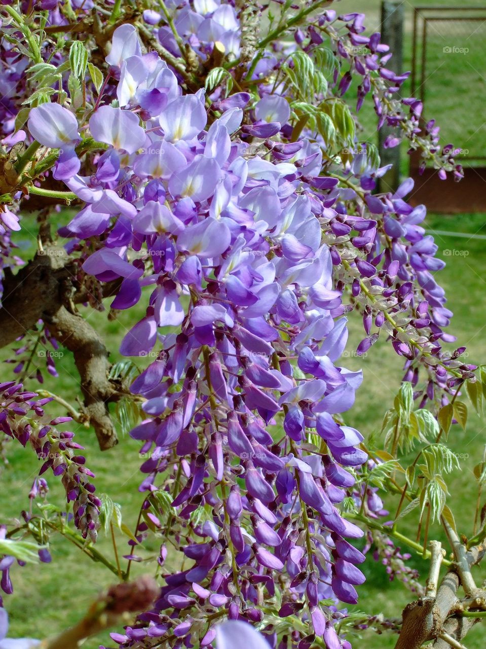 wisteria