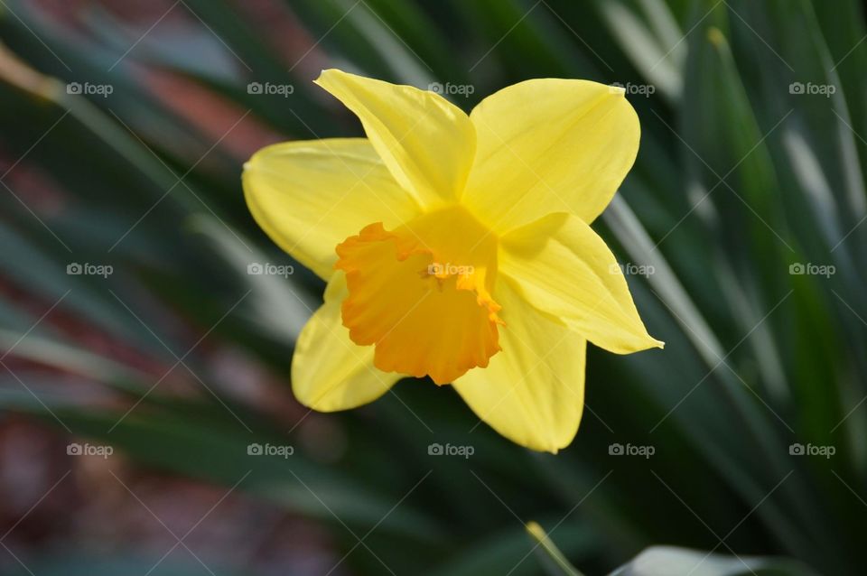 Flower daffodil 