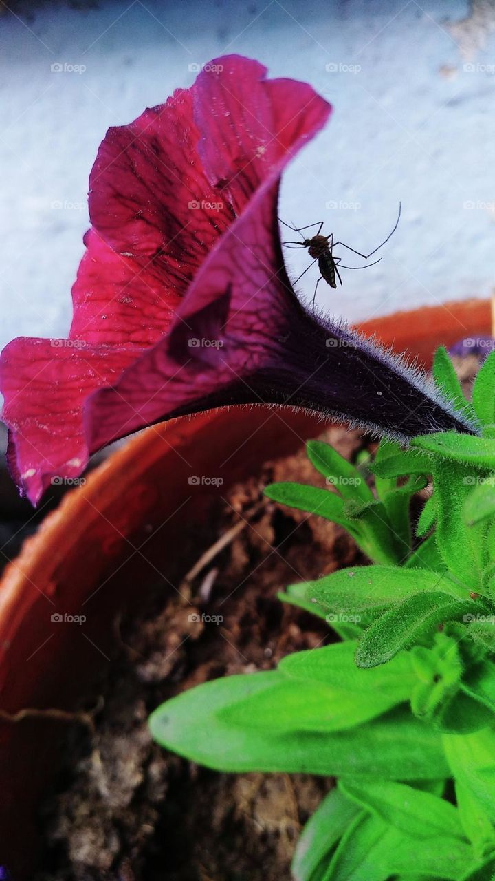 Mosquito on a flower