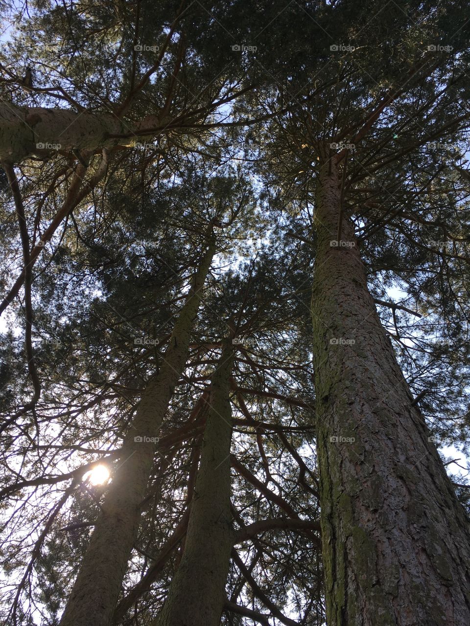 Pine tree woodland with the sun shining through the trees in summer looking upwards