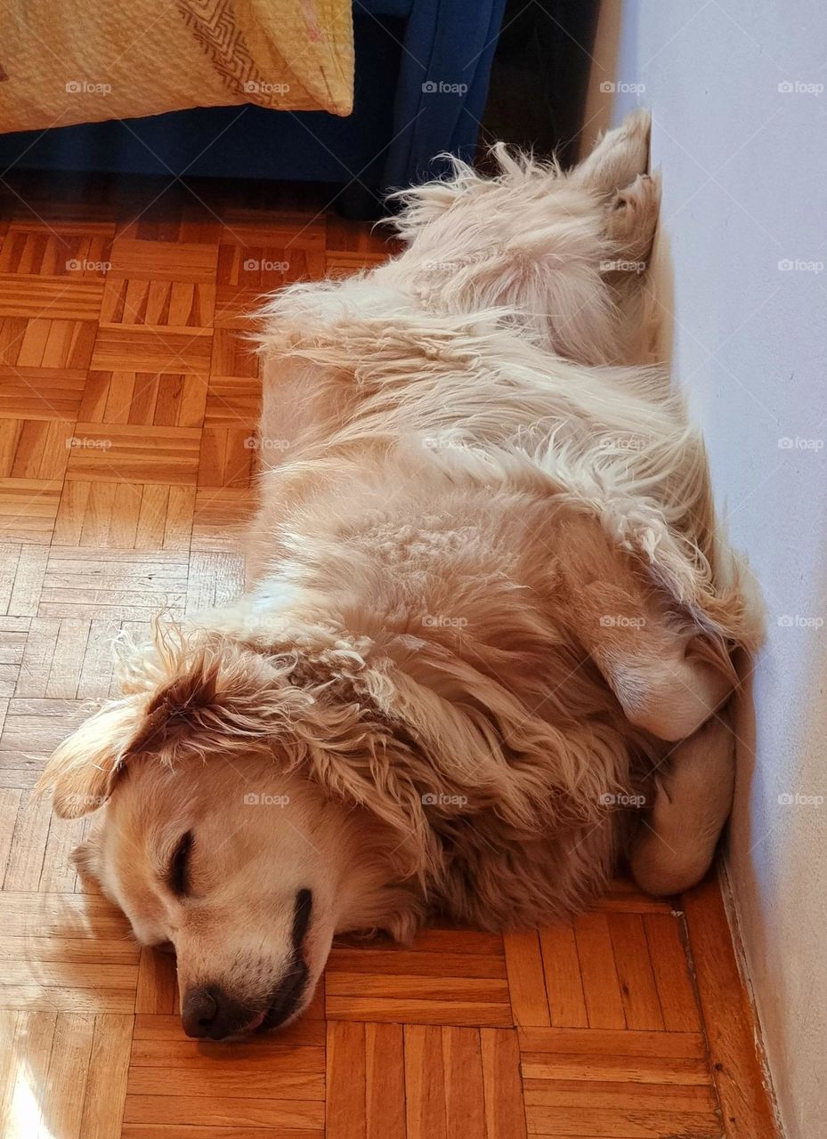 Golden retriever sleeping