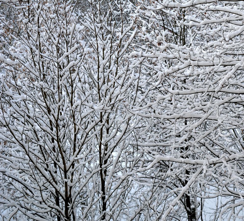 Winter, Frost, Snow, Cold, Branch