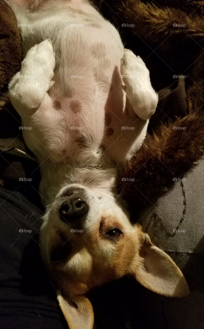 Zee rat terrier Time for Bed