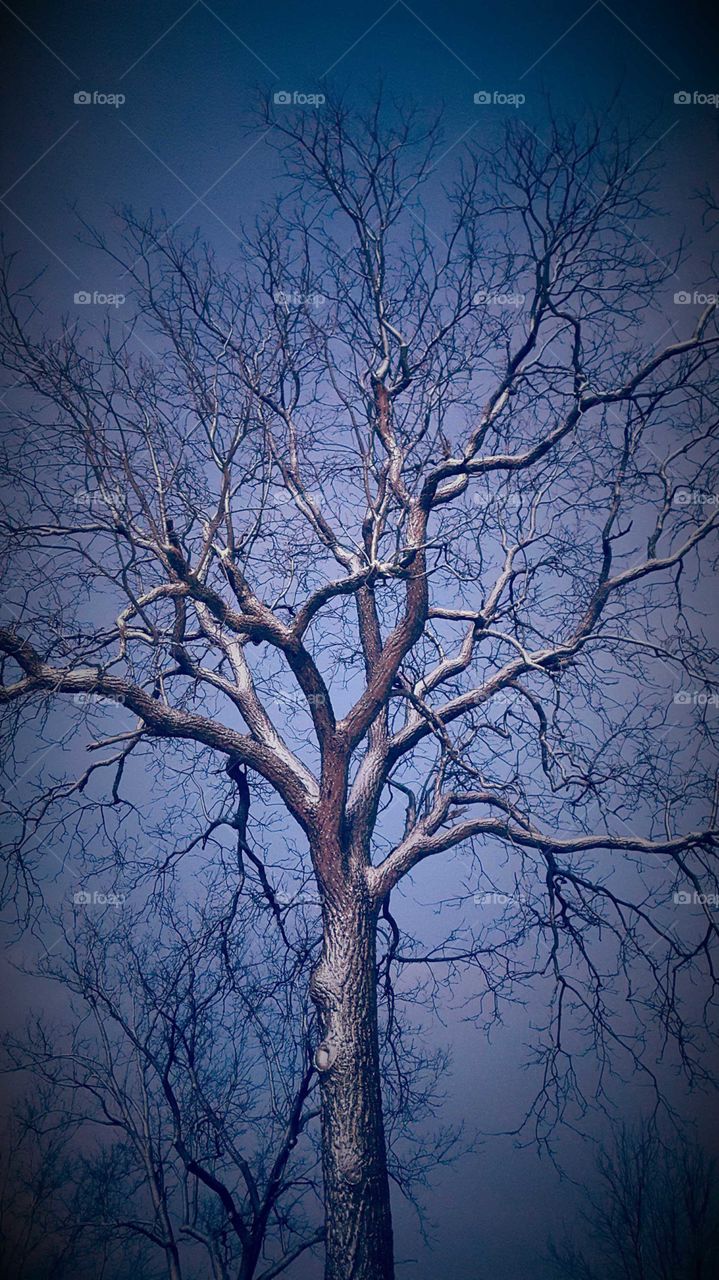 Tree, No Person, Winter, Branch, Wood