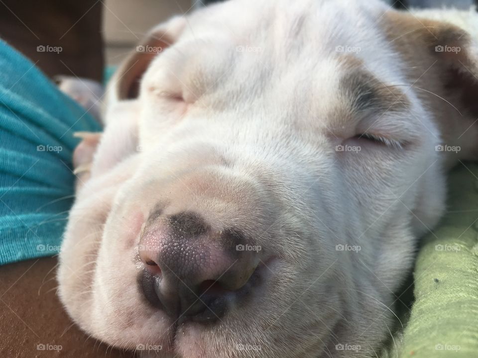 Puppy dreaming 