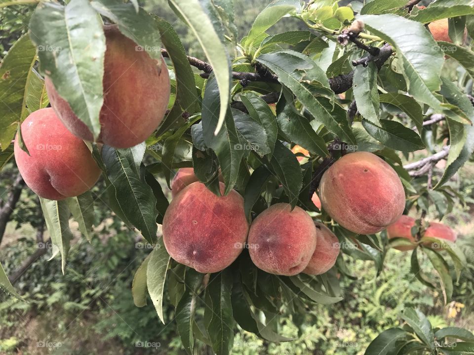 peach fruit  🍉 