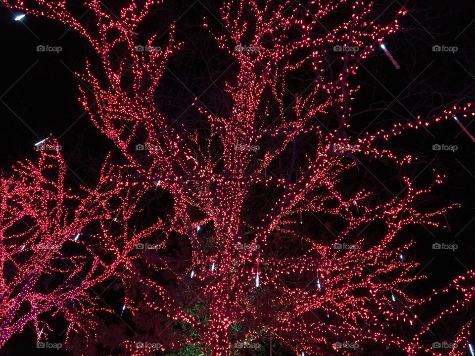 Red LitTree