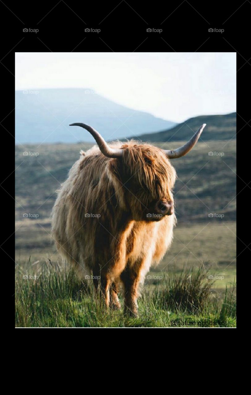 This is beautiful animal standing over grass in forest looking beautiful can be used as wallpaper