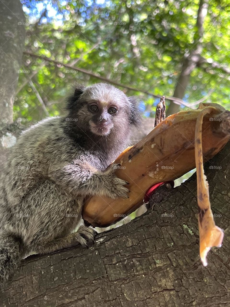 Baby sagui