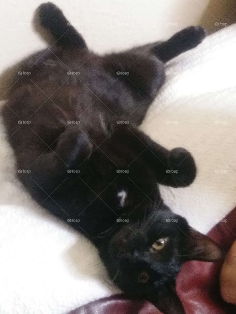 My Black Bombay Cat Lyle.