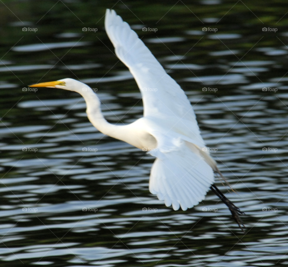 white lake flying bird by lightanddrawing