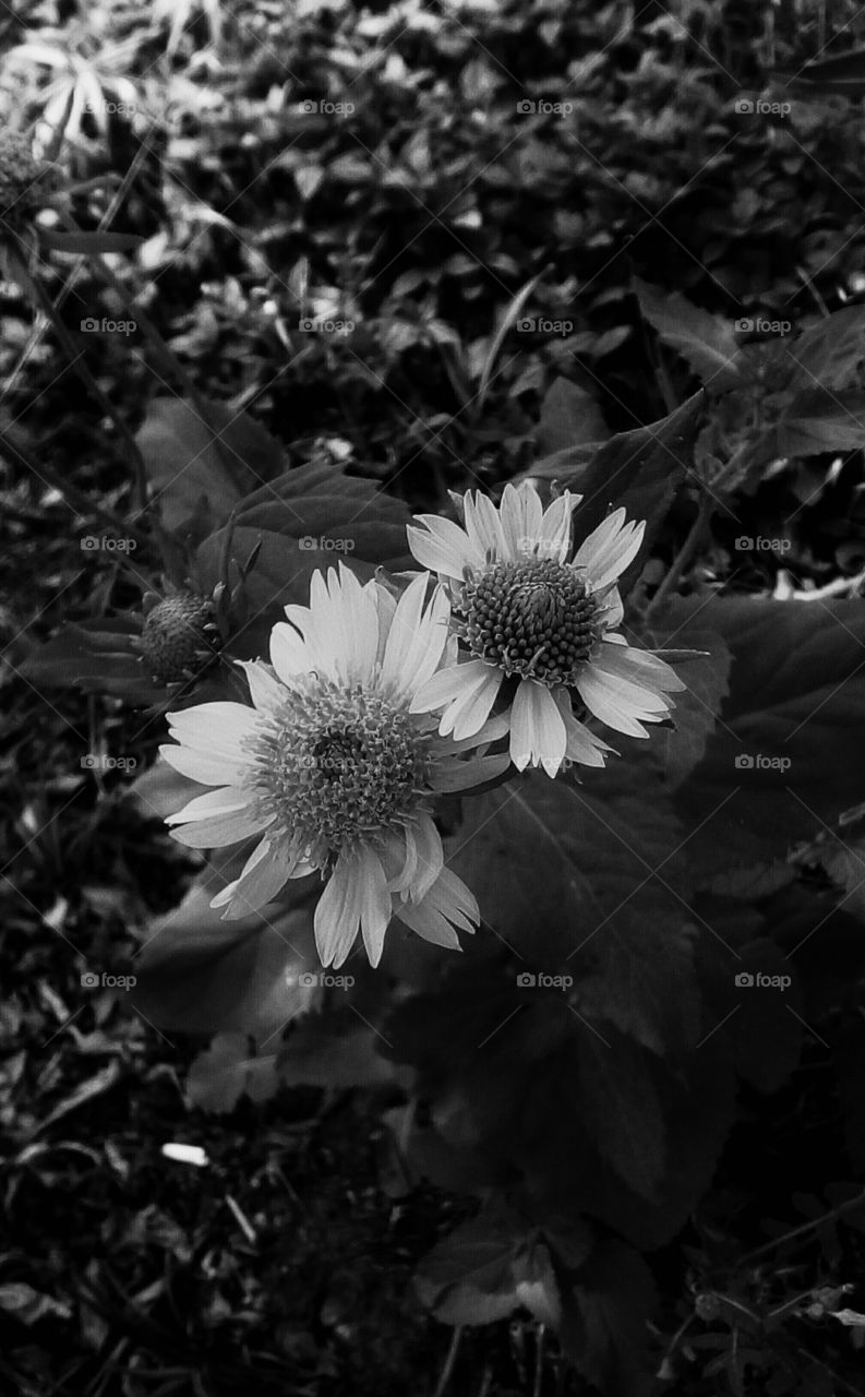 Blooming wildflowers in garden