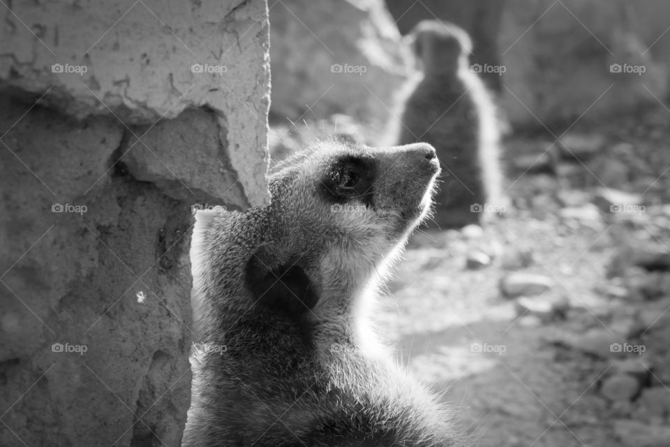a meerkat taking in the sun in black and white