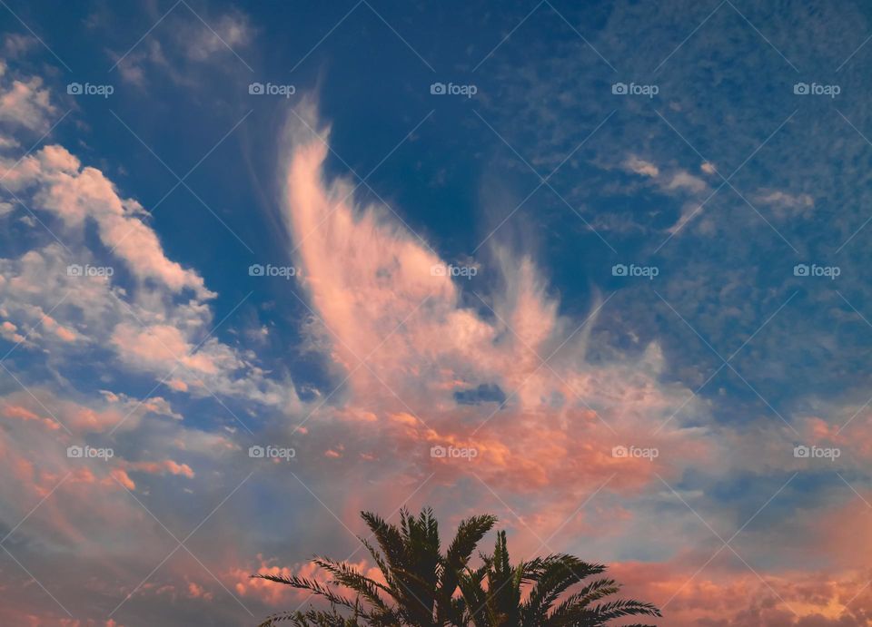 Evening clouds and palm fronds