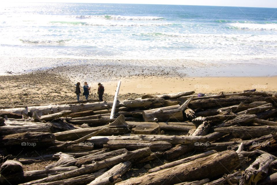 driftwood shore