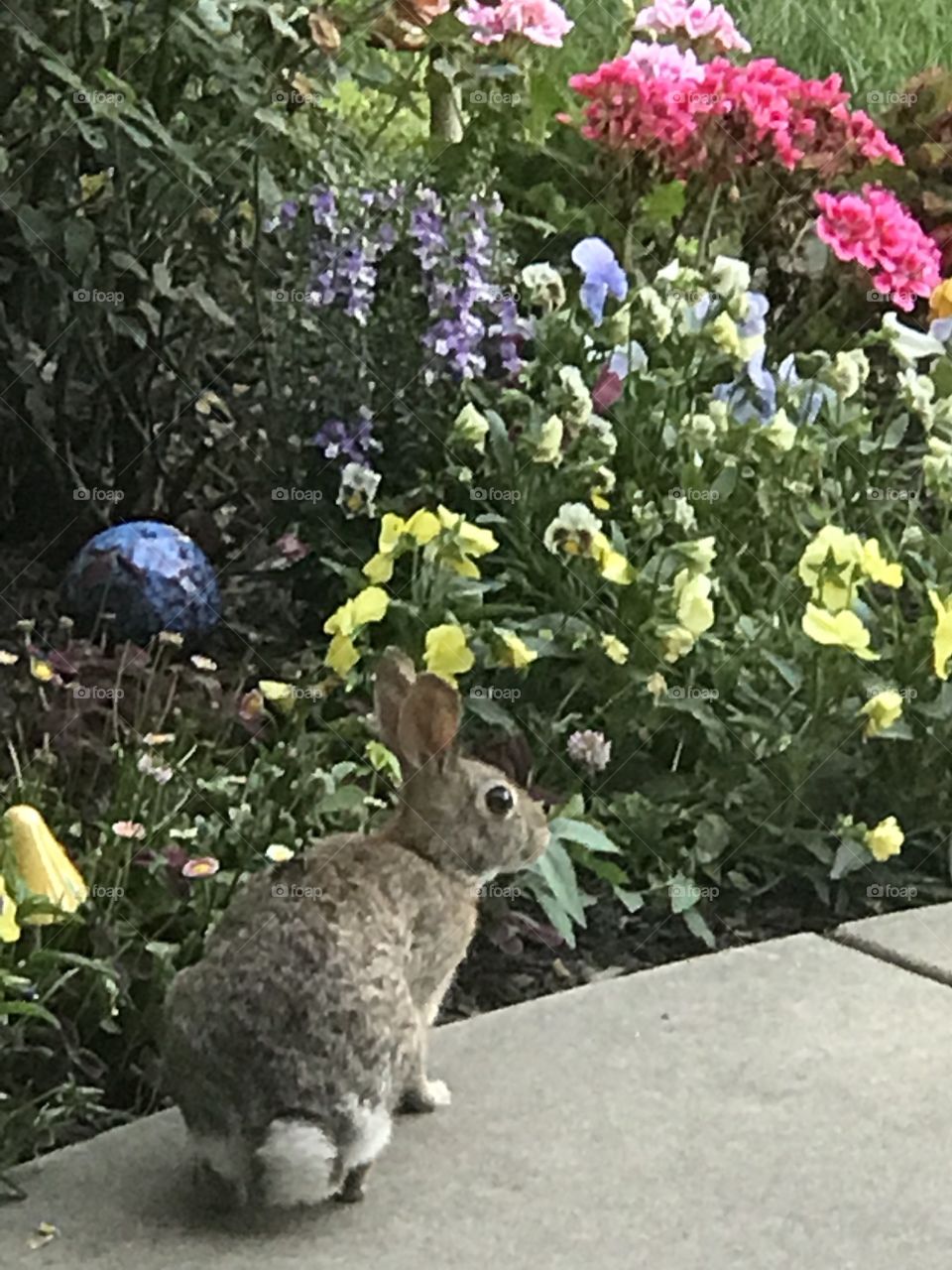 Bunny Rabbit visits my flourishing flower garden for his evening meal