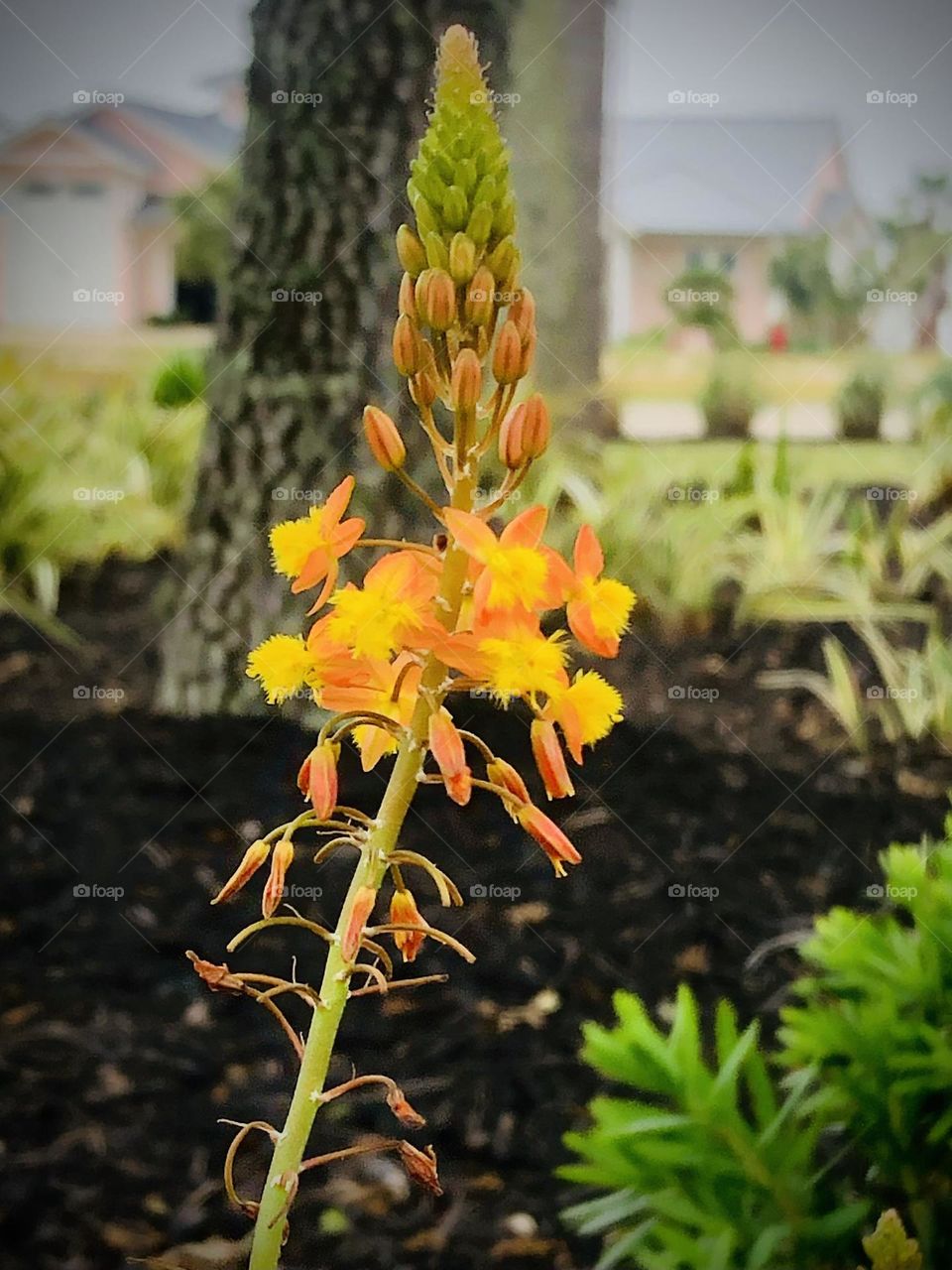 Springtime is in full bloom in Rockport TX. 