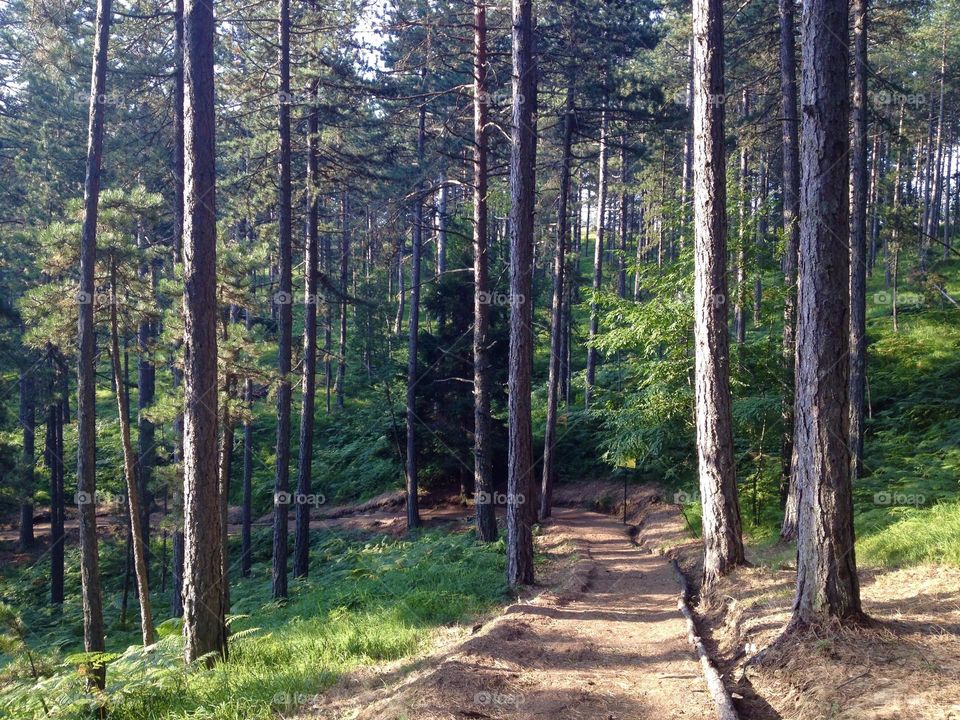 A path on the mountain Tara