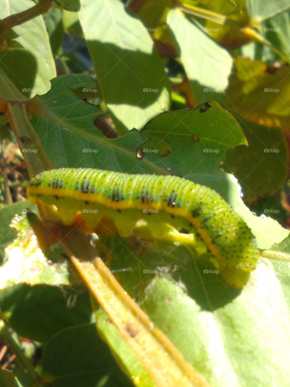Green And Yellow Caterpillar