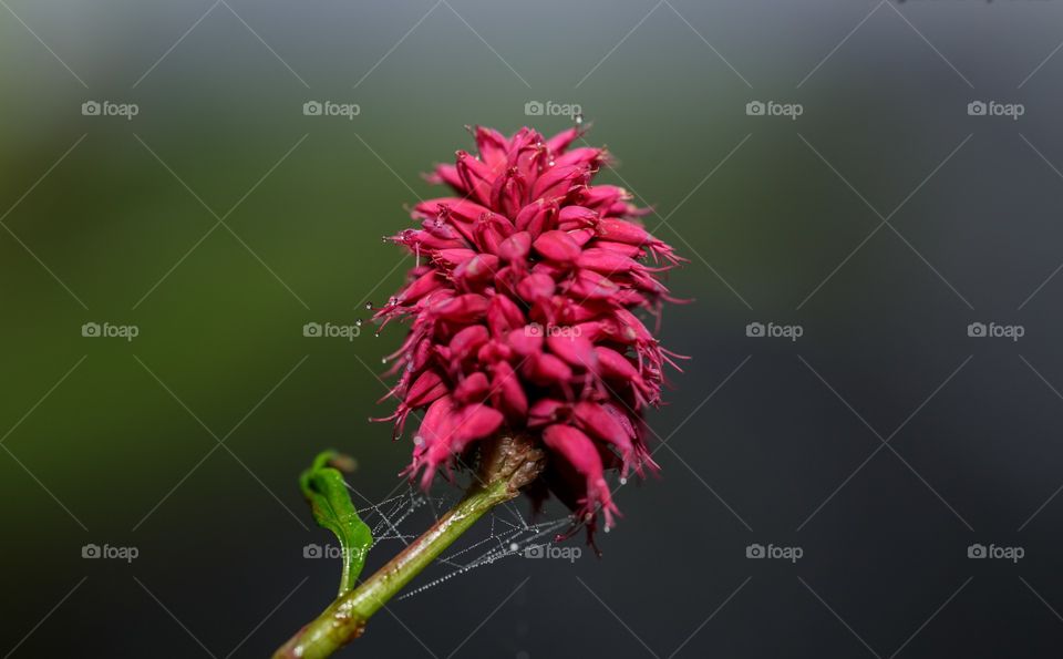 close up of dew drops on cobwebs of a red flower