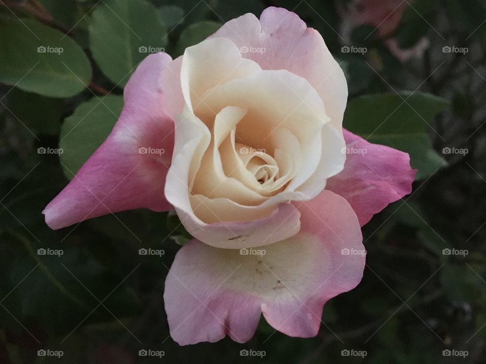 🌹 🇺🇸 Very beautiful flowers to brighten our day.  Live nature and its beauty. Did you like the delicate petals? / 🇧🇷 Flores muito bonitas para alegrar nosso dia. Viva a natureza e sua beleza. Gostaram das pétalas delicadas? 