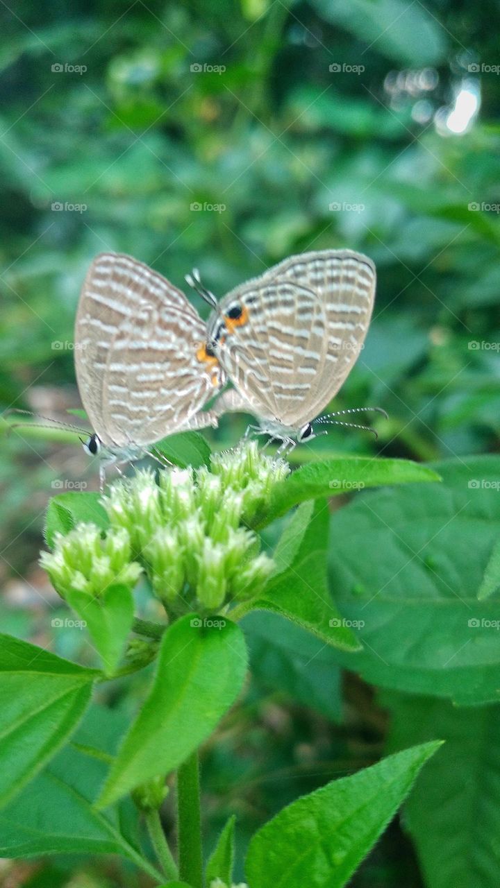 A pair of little butterflies making love on a blooming flower