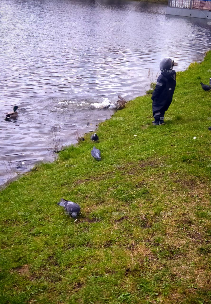 A small child by the river feeds the ducks