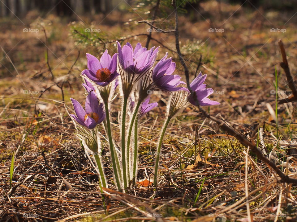 The first spring flowers in the forest