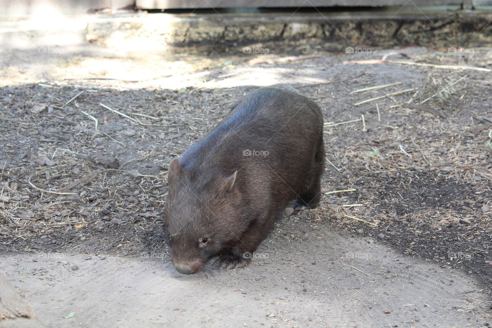 Wombat having a wander around