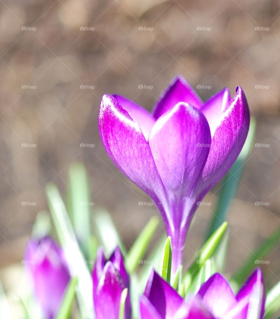 Spring flowers crocus