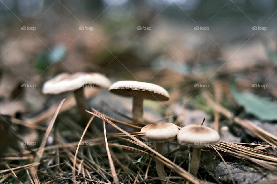 A family of 4 mushrooms