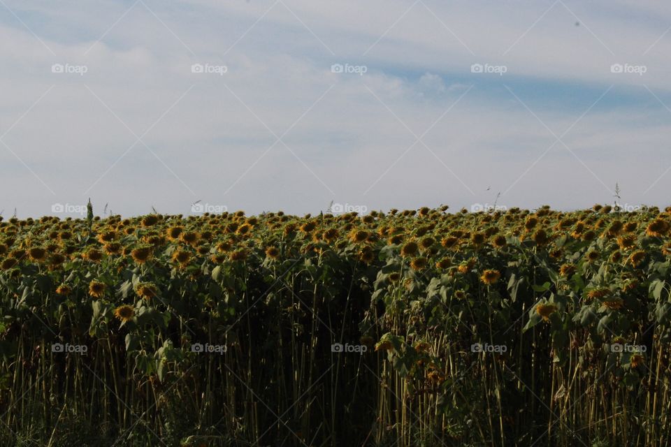 Sunflower field still hanging on!