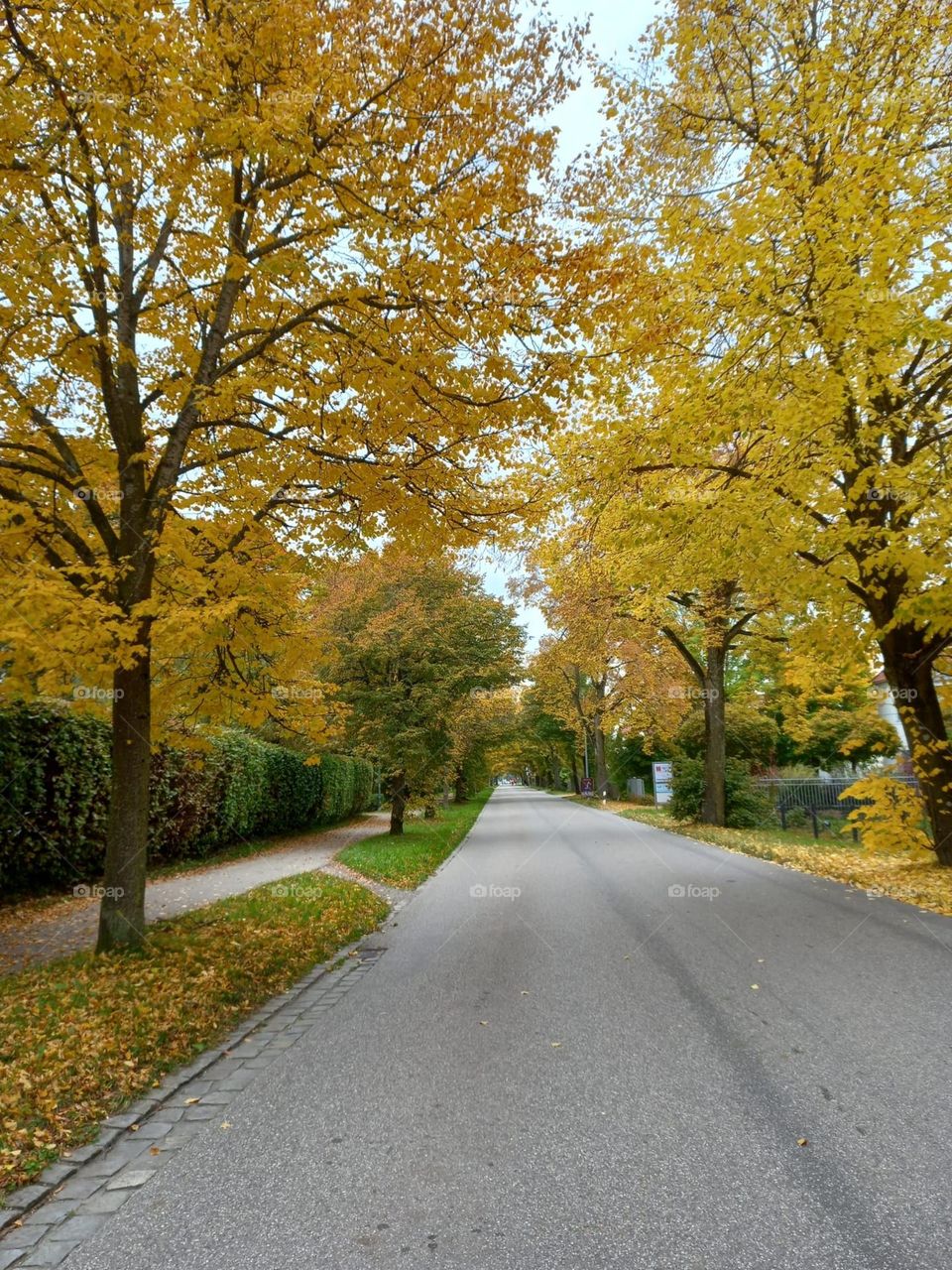 Golden Leaves of Autumn