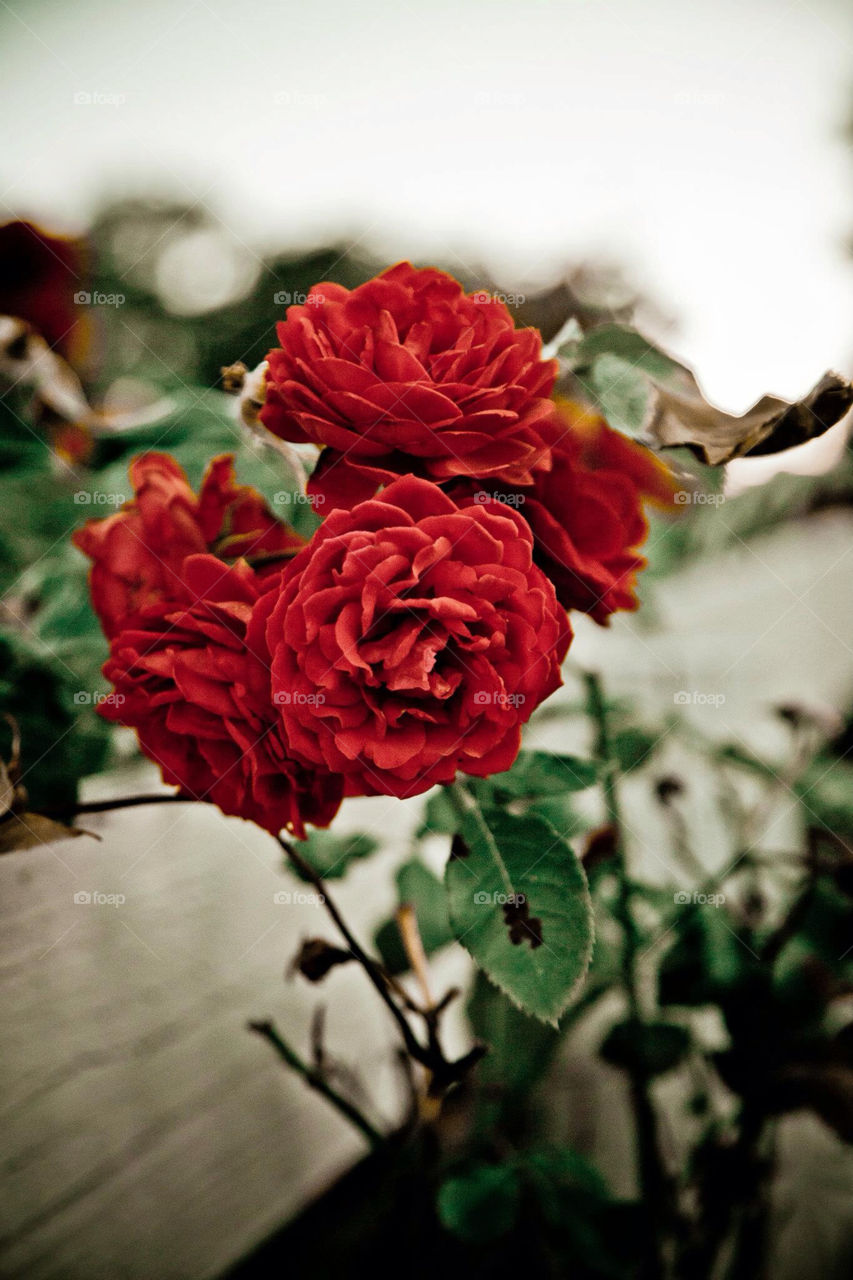 green flowers nature flower by Sheldonsteere