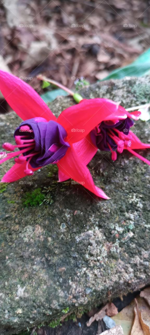 explosion of colors lover flower