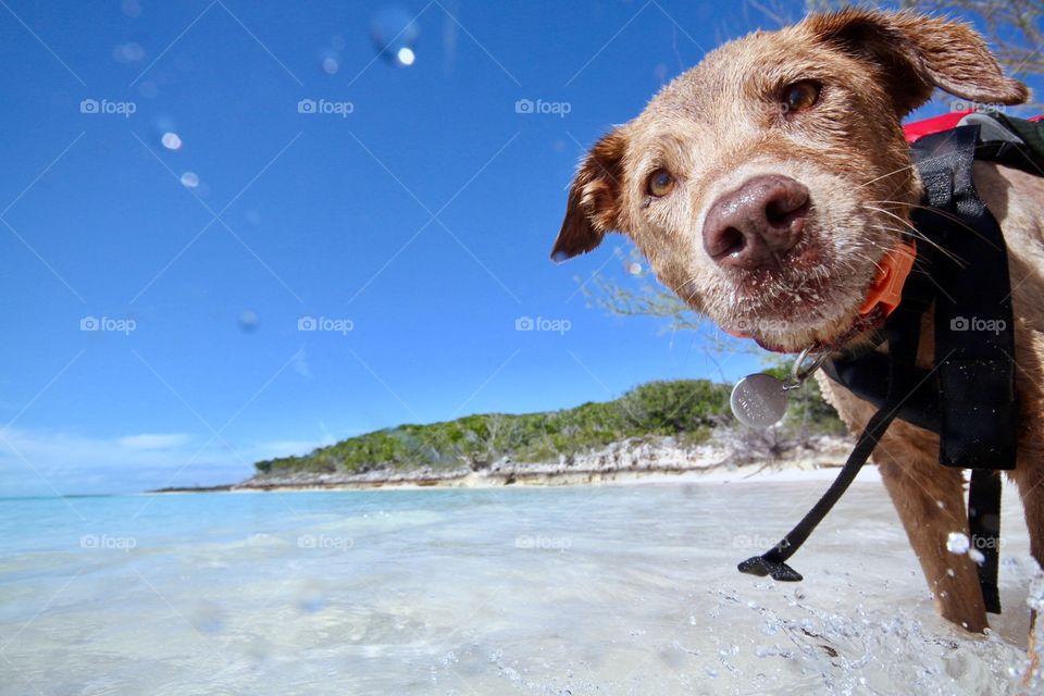 Water, Beach, Sea, Dog, No Person