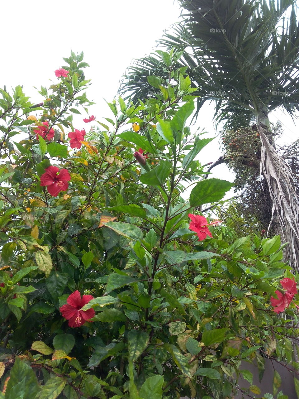 Seychelles - Red hibiscus flowers