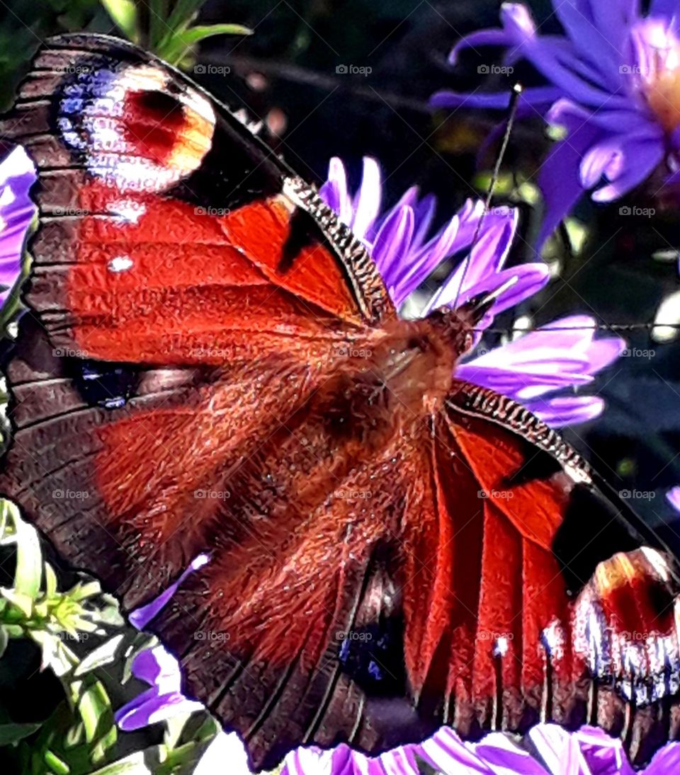 red butterfly (Aglais io)