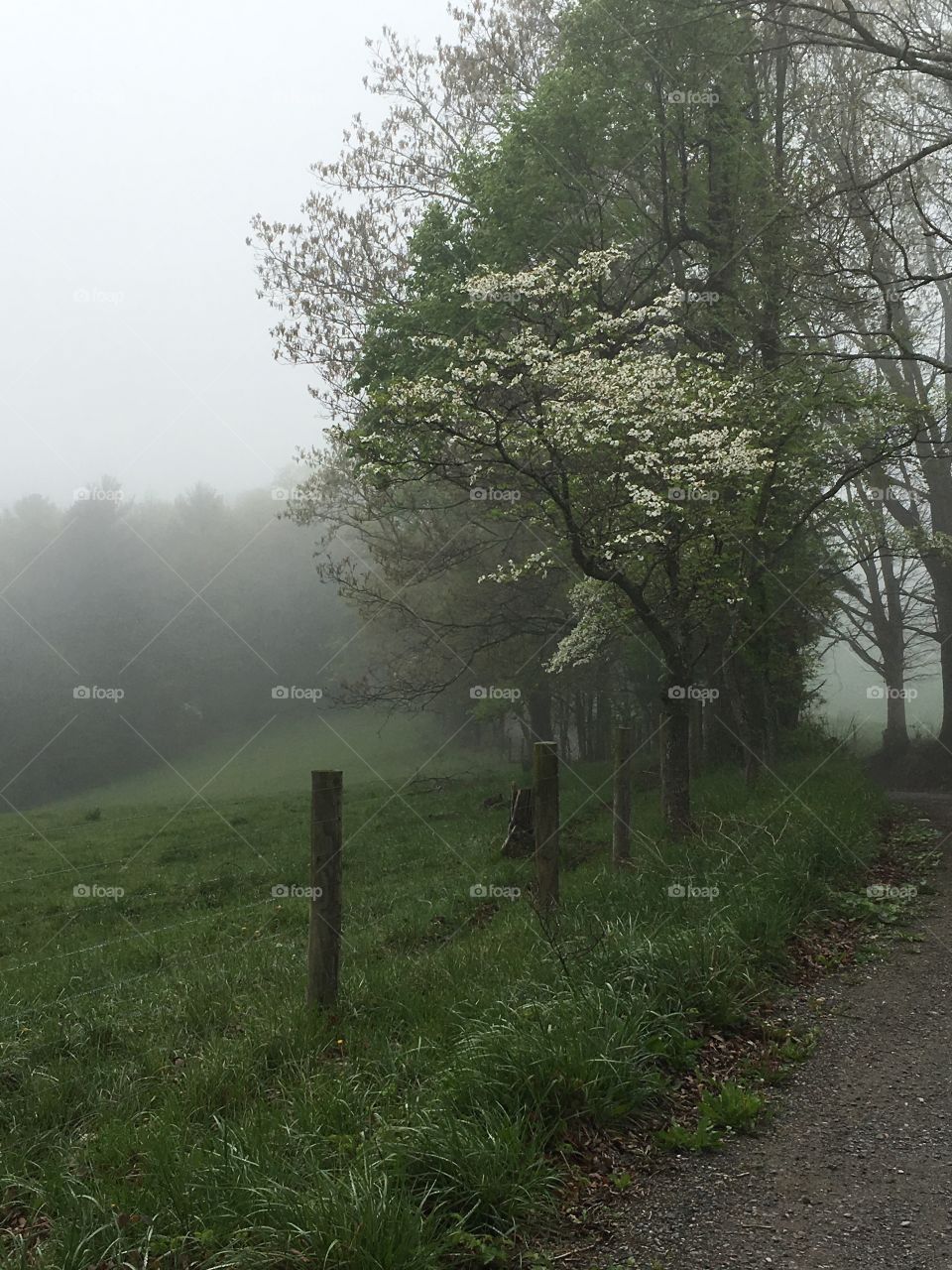 Foggy Walk 