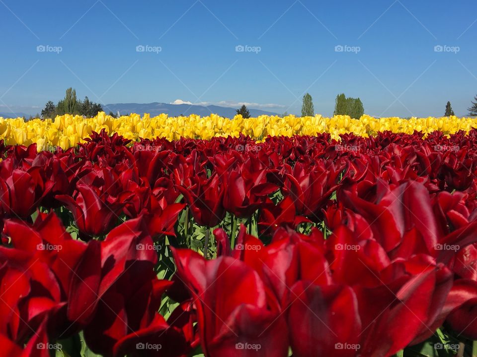 Bloodred tulips