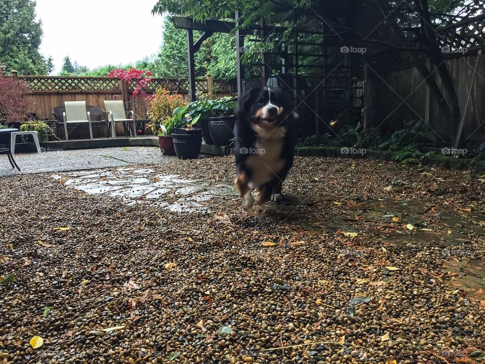 Bernese Mountain dog running towards camera for attention on gravel yard on a dry day