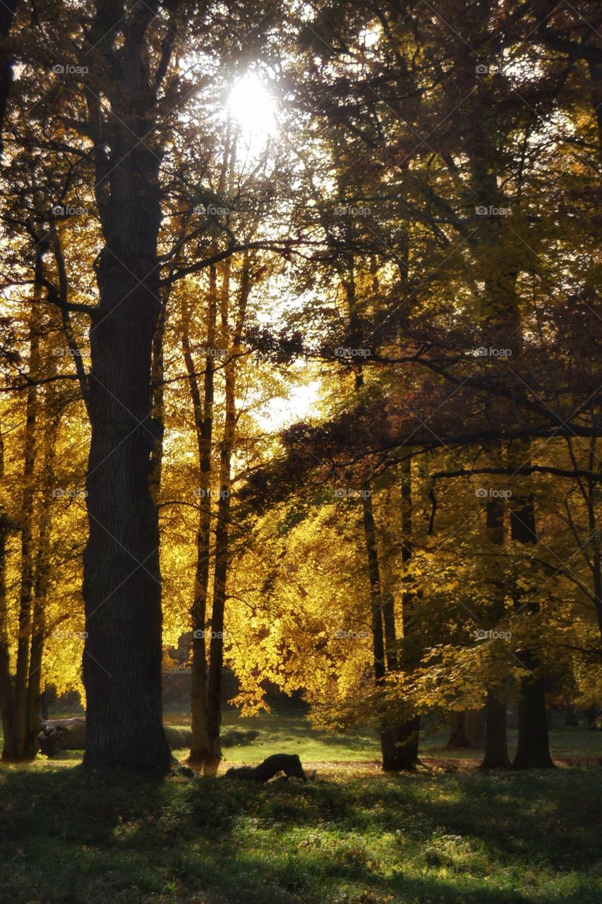 Fall, Tree, No Person, Leaf, Landscape