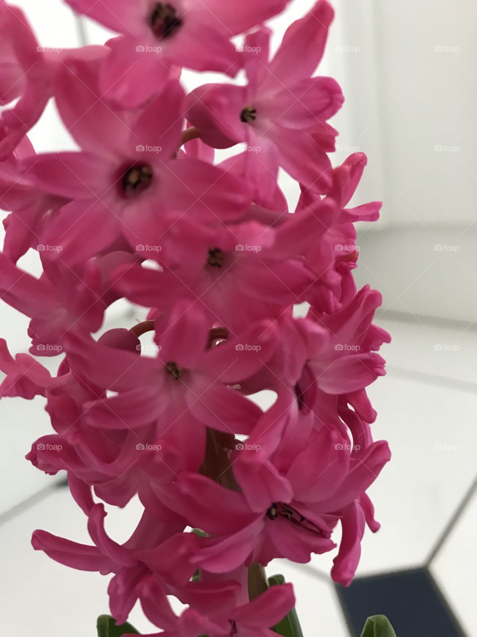 Hyacinth blooms