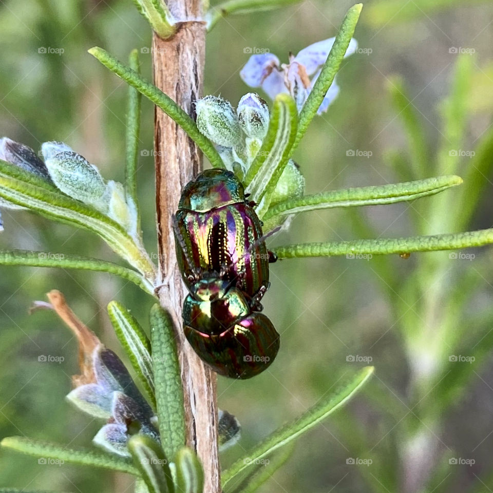 Chrysolina americana