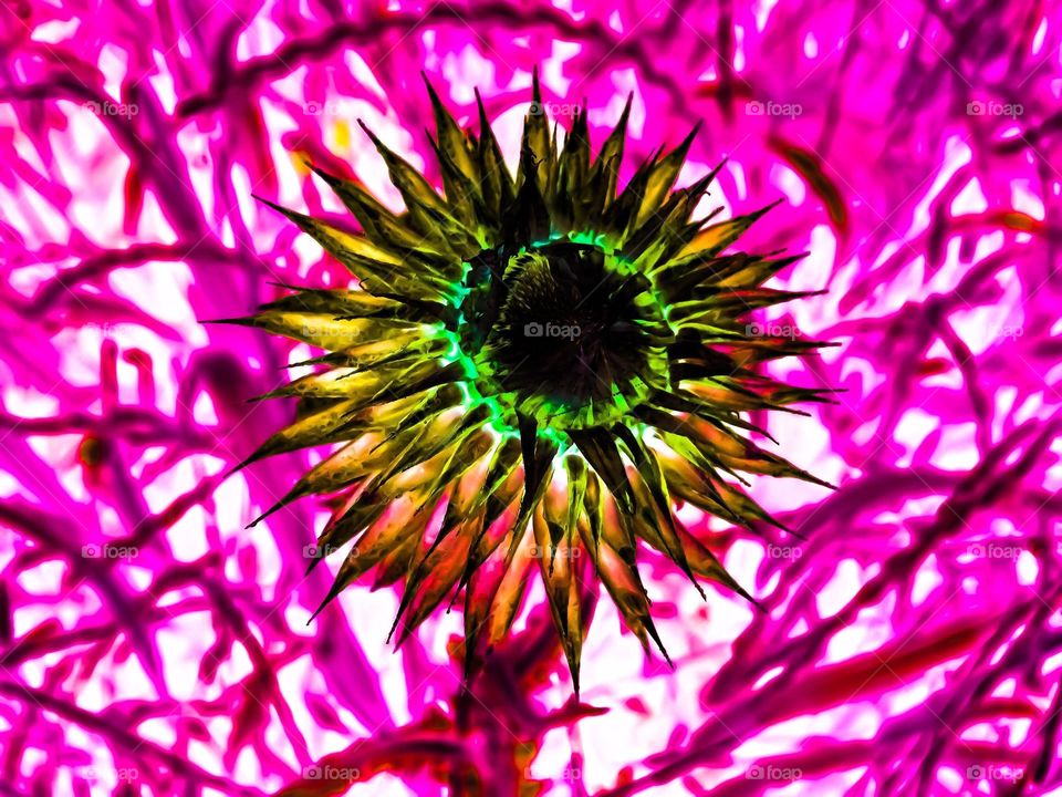 abstract flower with pink background