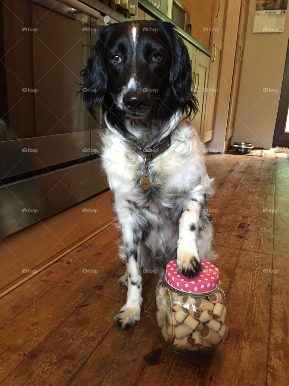 Can’t keep his paws out the cookie jar. Greedy spaniel.