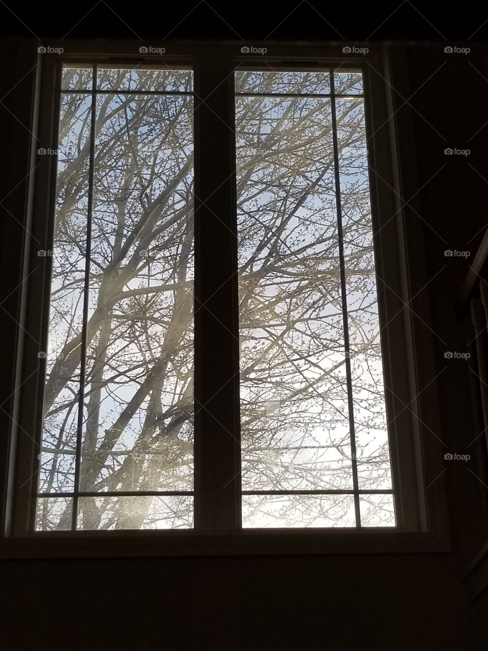budding trees in the glow of a large spring day as seen from a comfy recliner,  soaking up every minute of this day