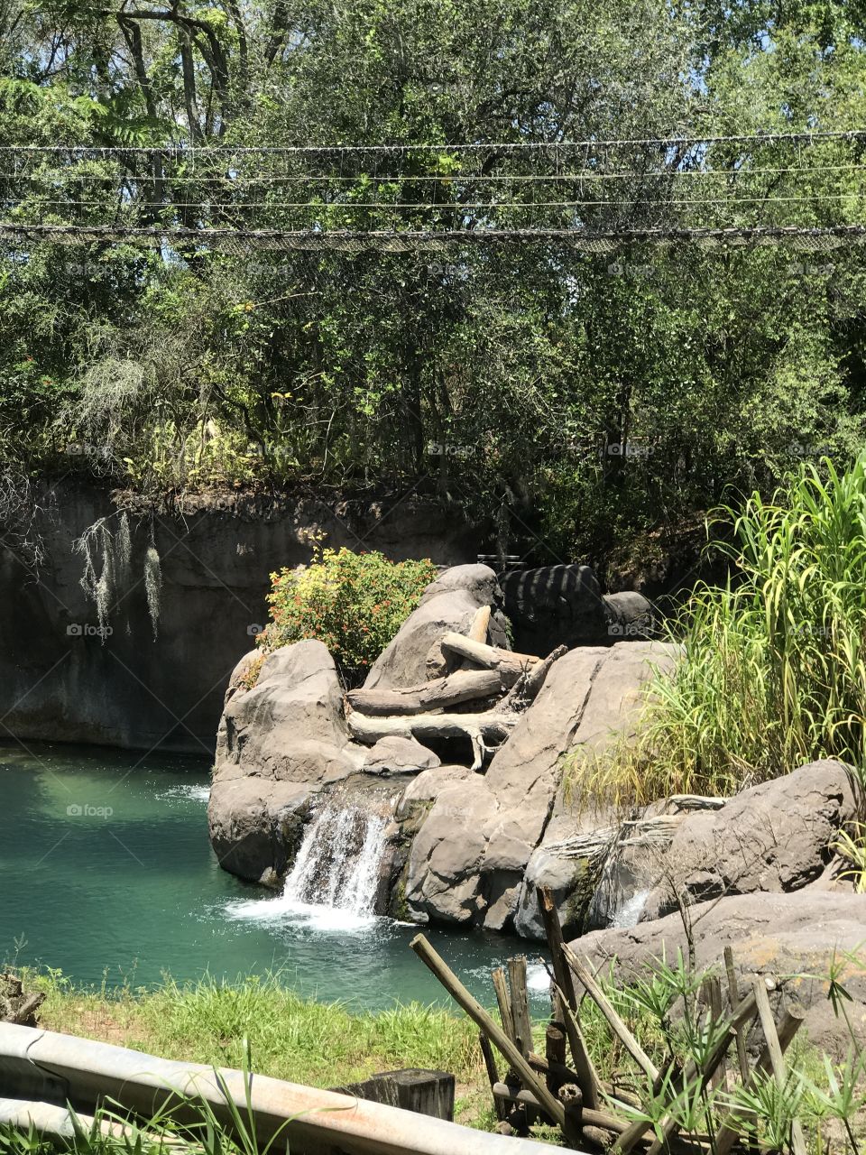 Disney Animal Kingdom - Orlando, Florida 
Safari
