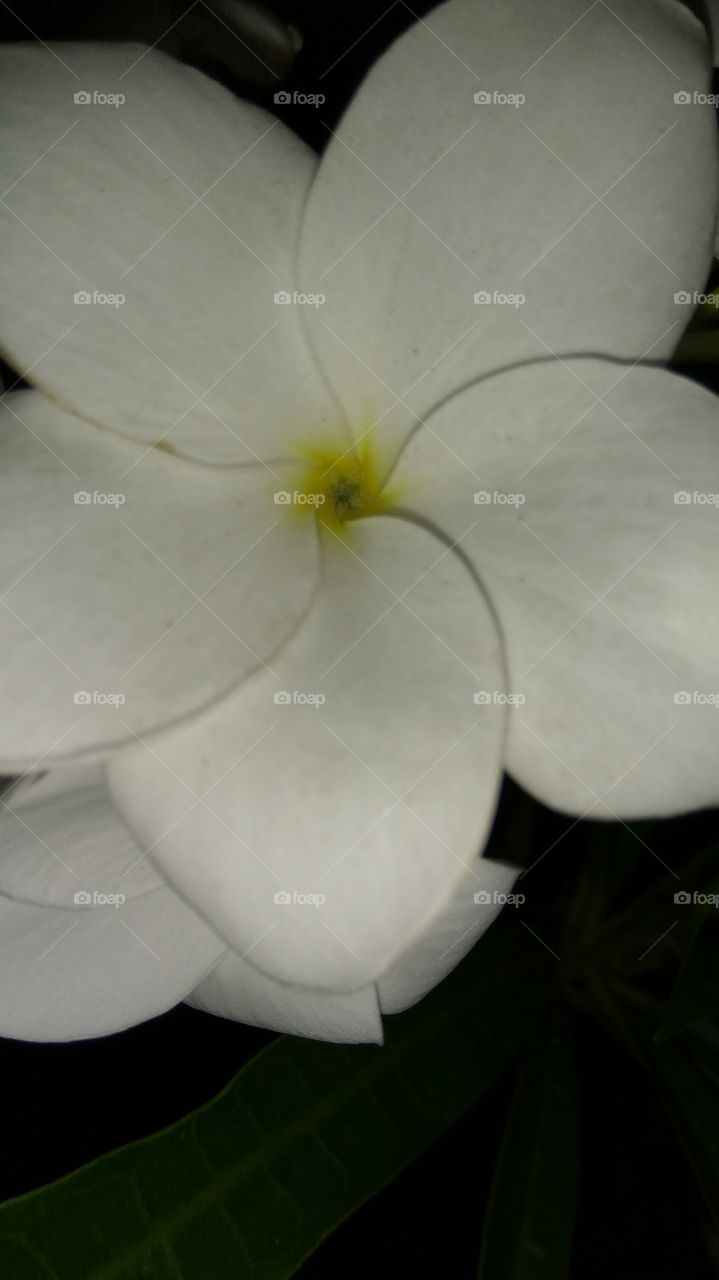 white flower in center