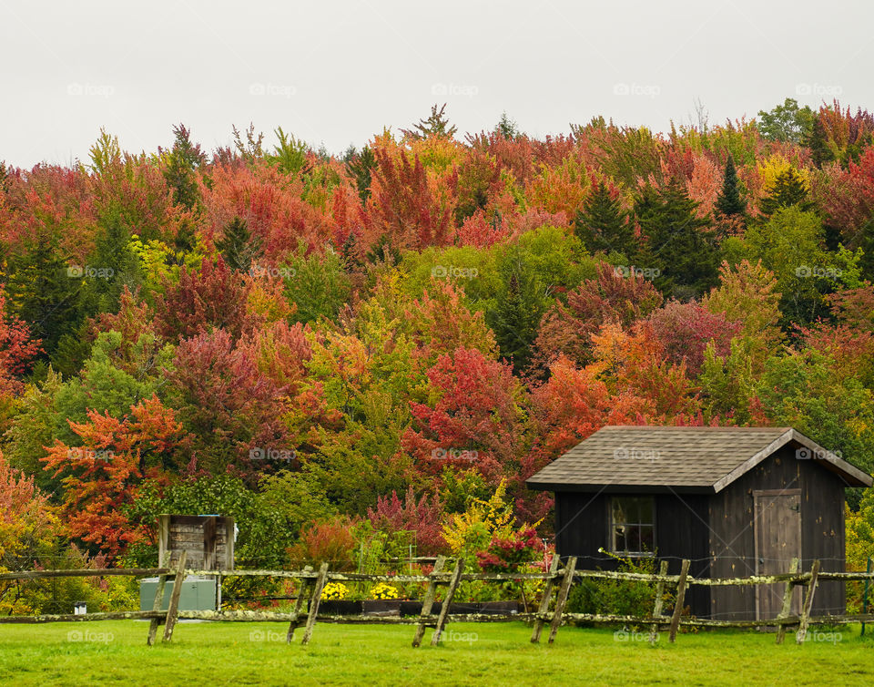 Moods of Autumn - brilliant fall colors